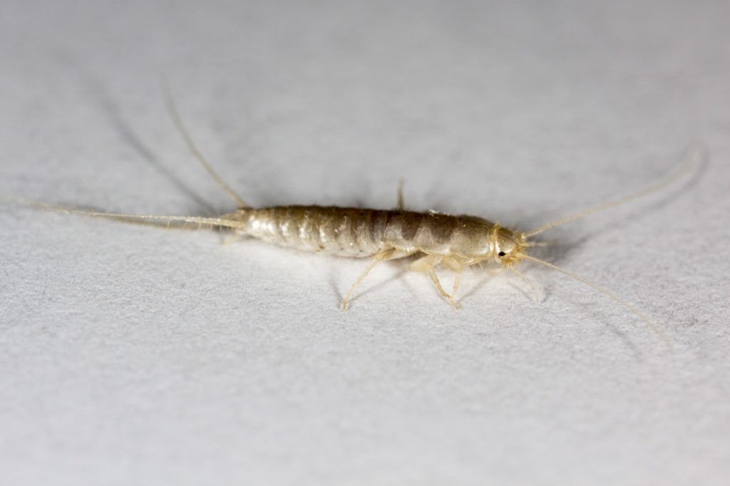 How to Rid Your Home of Silverfish & Prevent an Infestation
