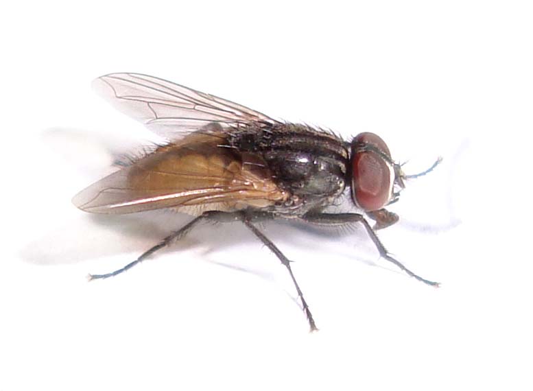 Flies Types in Egypt and How to Get rid of Flies